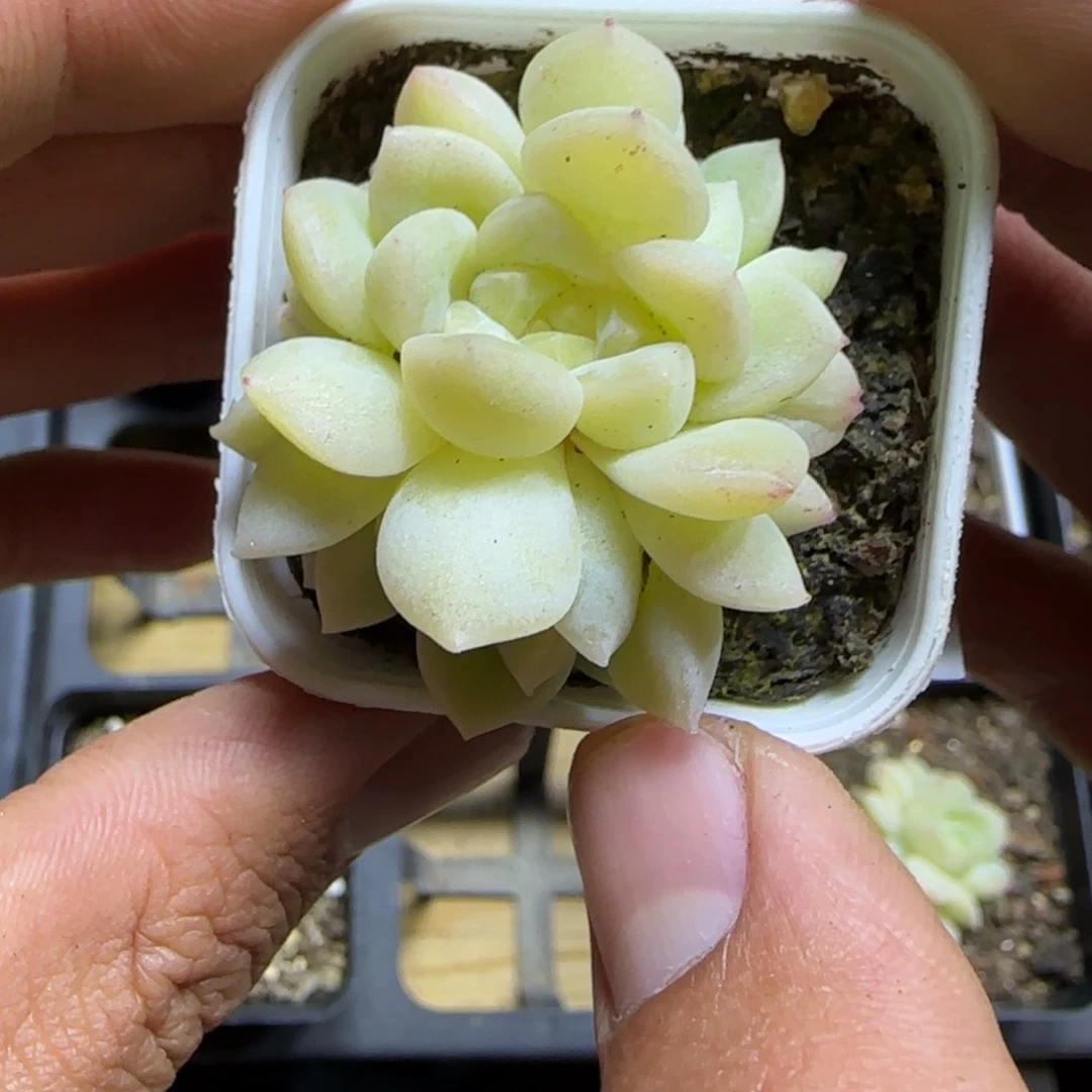 一物一拍麦秆珍妮04266