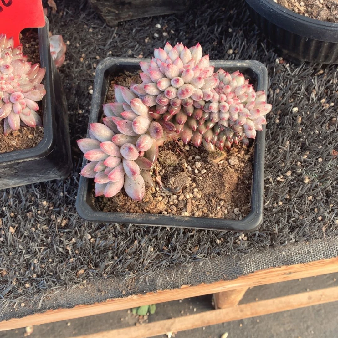 多肉植物多肉植物车厘子缀