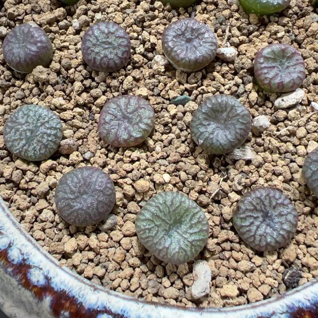 量拍送奶工杂5颗。多肉