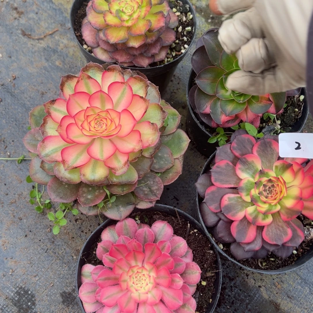 20包邮2五颗多肉仔细一看