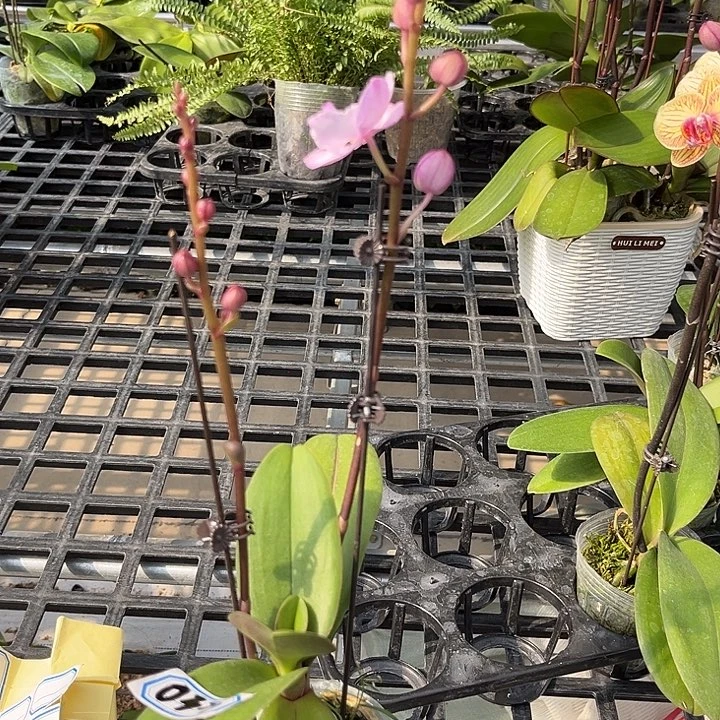 大部分花苞少量开放033刘氏无售后