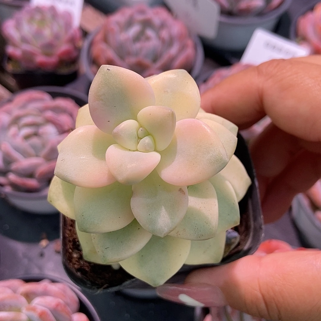 金泰家多肉，美杏锦371
