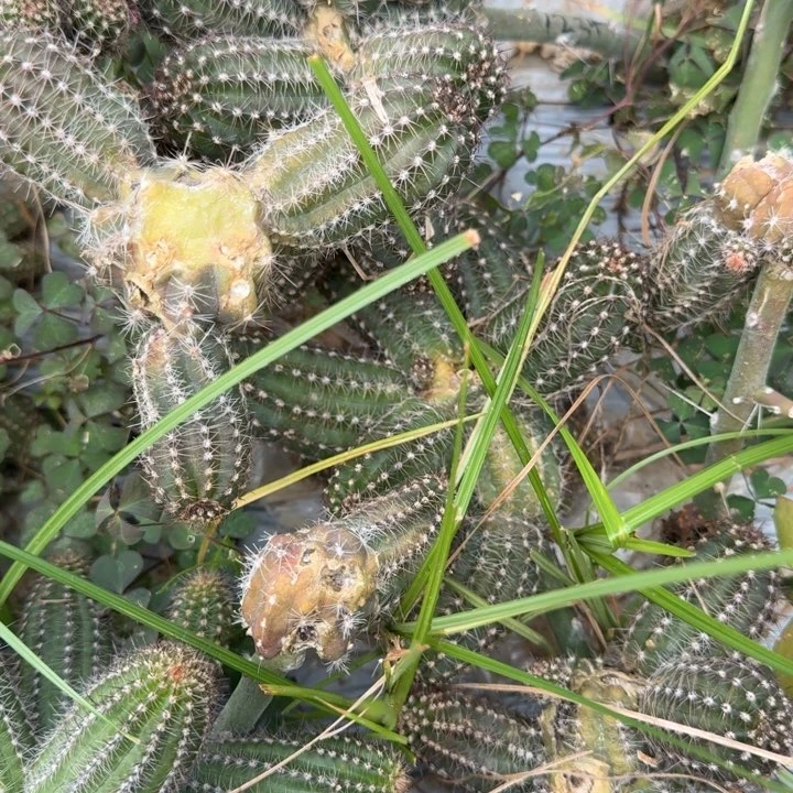 矮胖白檀1234侧芽