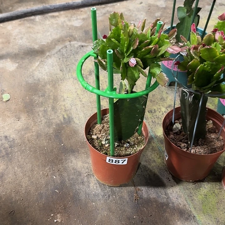 红***人大部分开放少量花苞887嫁接037