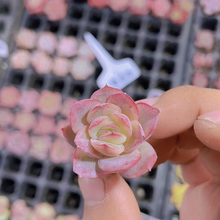 蔓越莓【满10颗包邮】