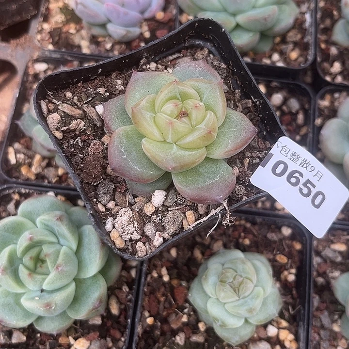 阿雅园艺。          650