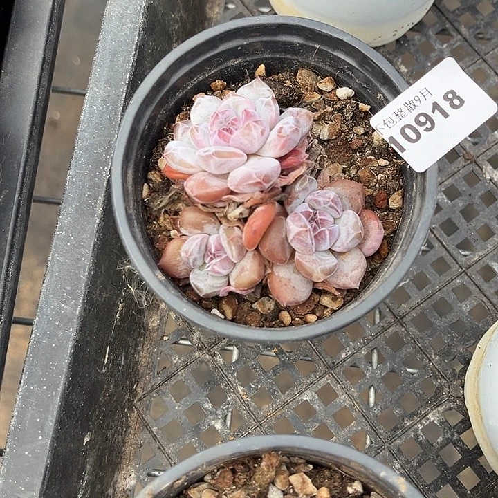 是***呀阿雅园艺。      918星影