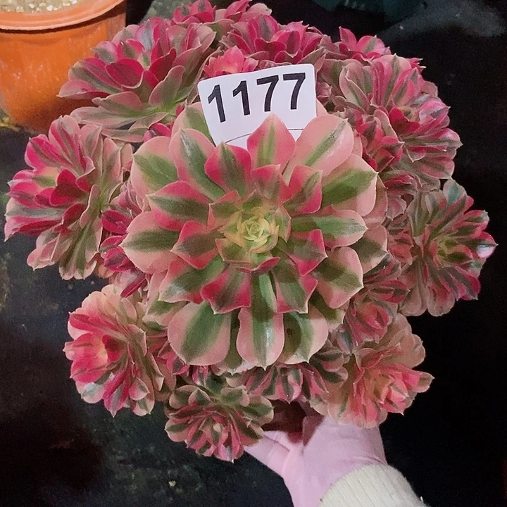 红陶1177女巫小颗多肉444