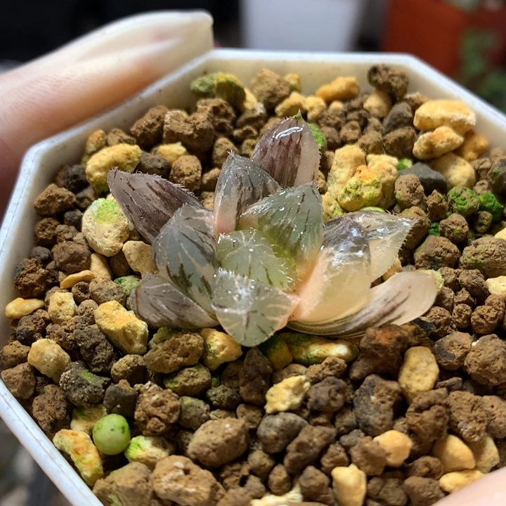 赤线玉露锦带盆土发货