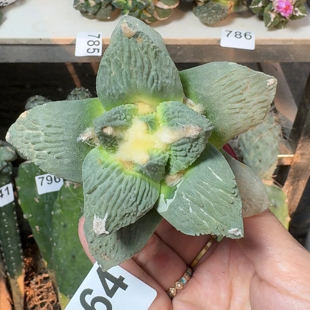 无花朵怒涛264牡丹