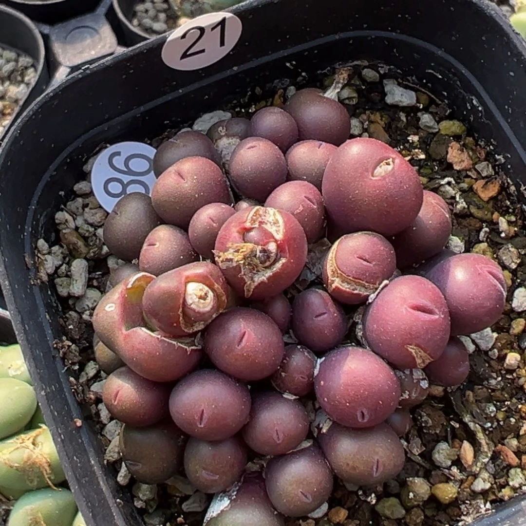 多肉植物111111111111111111