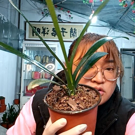 润***q润物无声39一颗绿百合