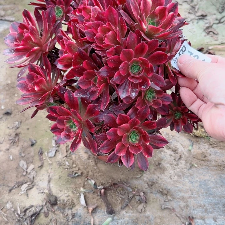 704安娜多肉有掉头