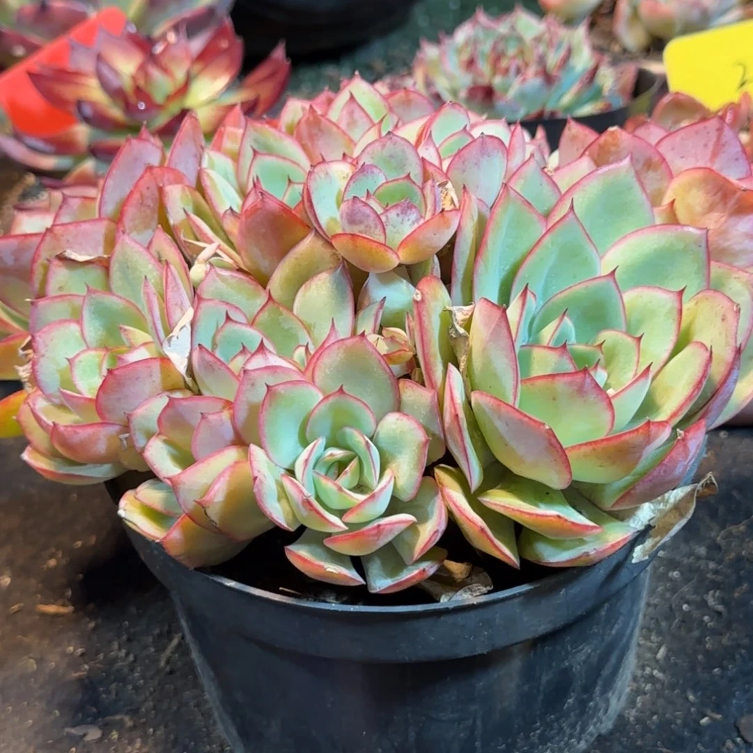 牡丹亭一物一拍包装收缩花旱