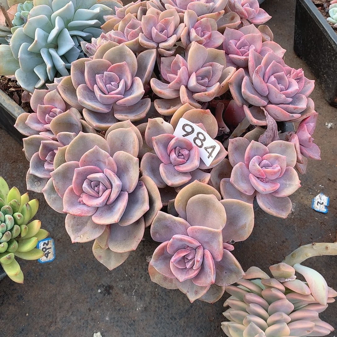 984彩虹糖 一物一拍