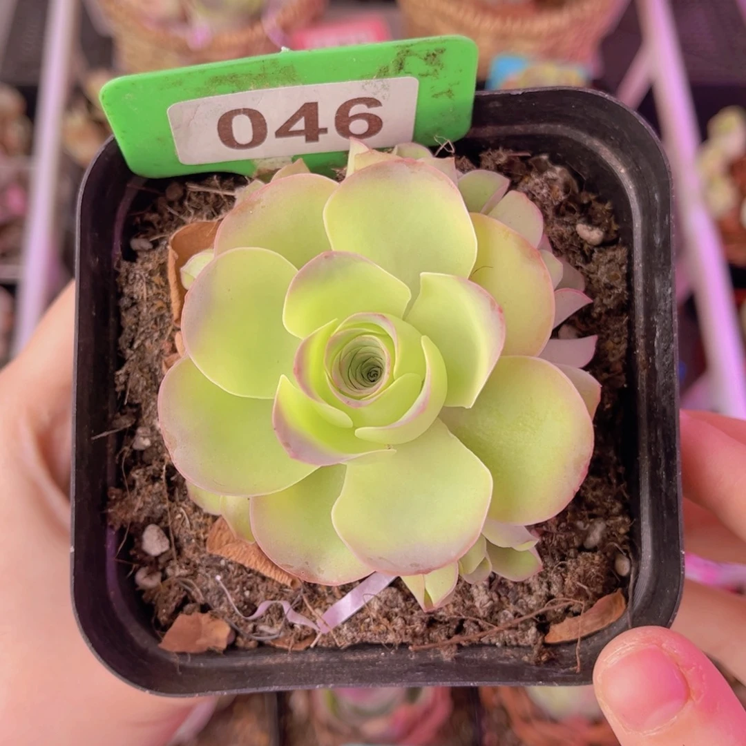 单品一物一拍046号