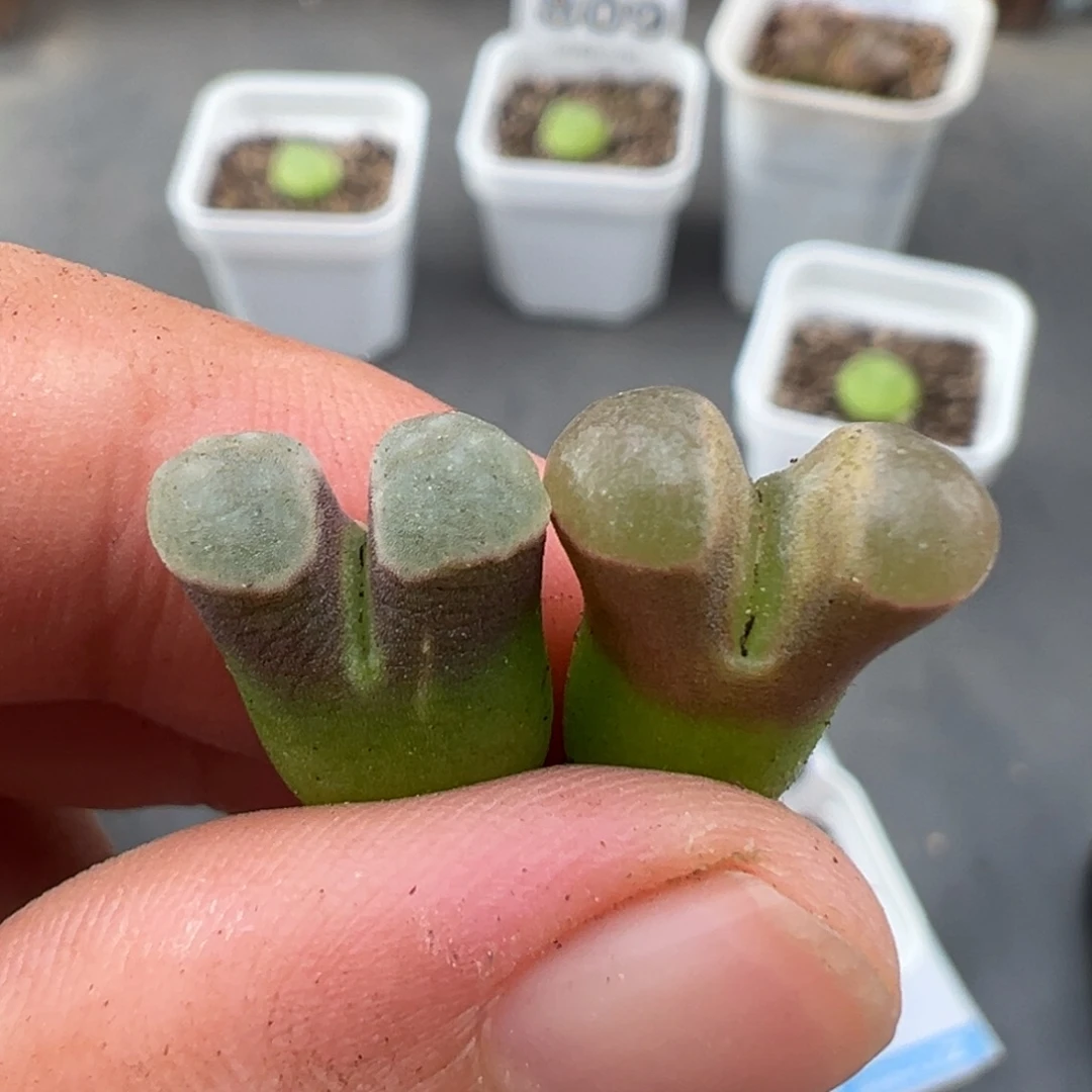 8.3好看的多肉脱土发货868