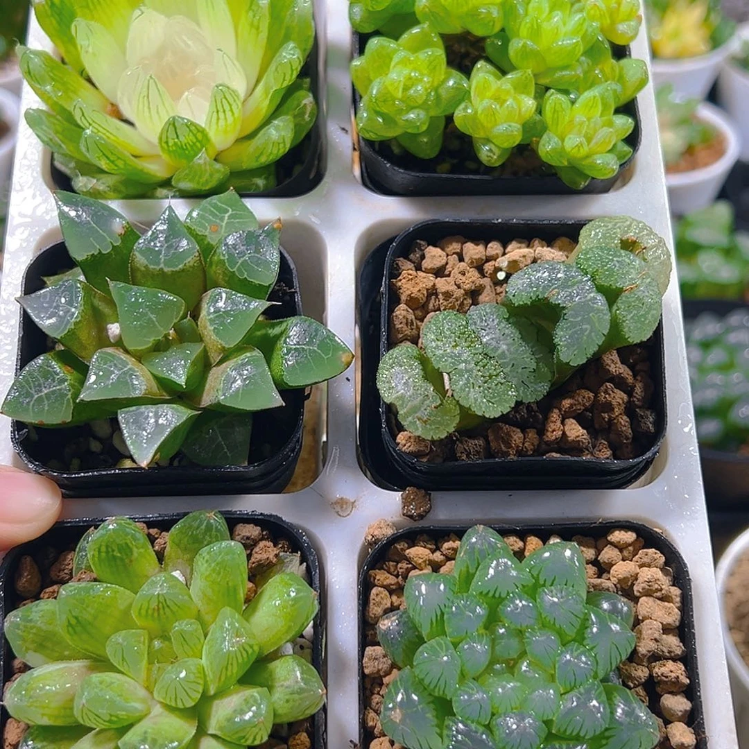 六盆玉露套餐多肉（不带托架）