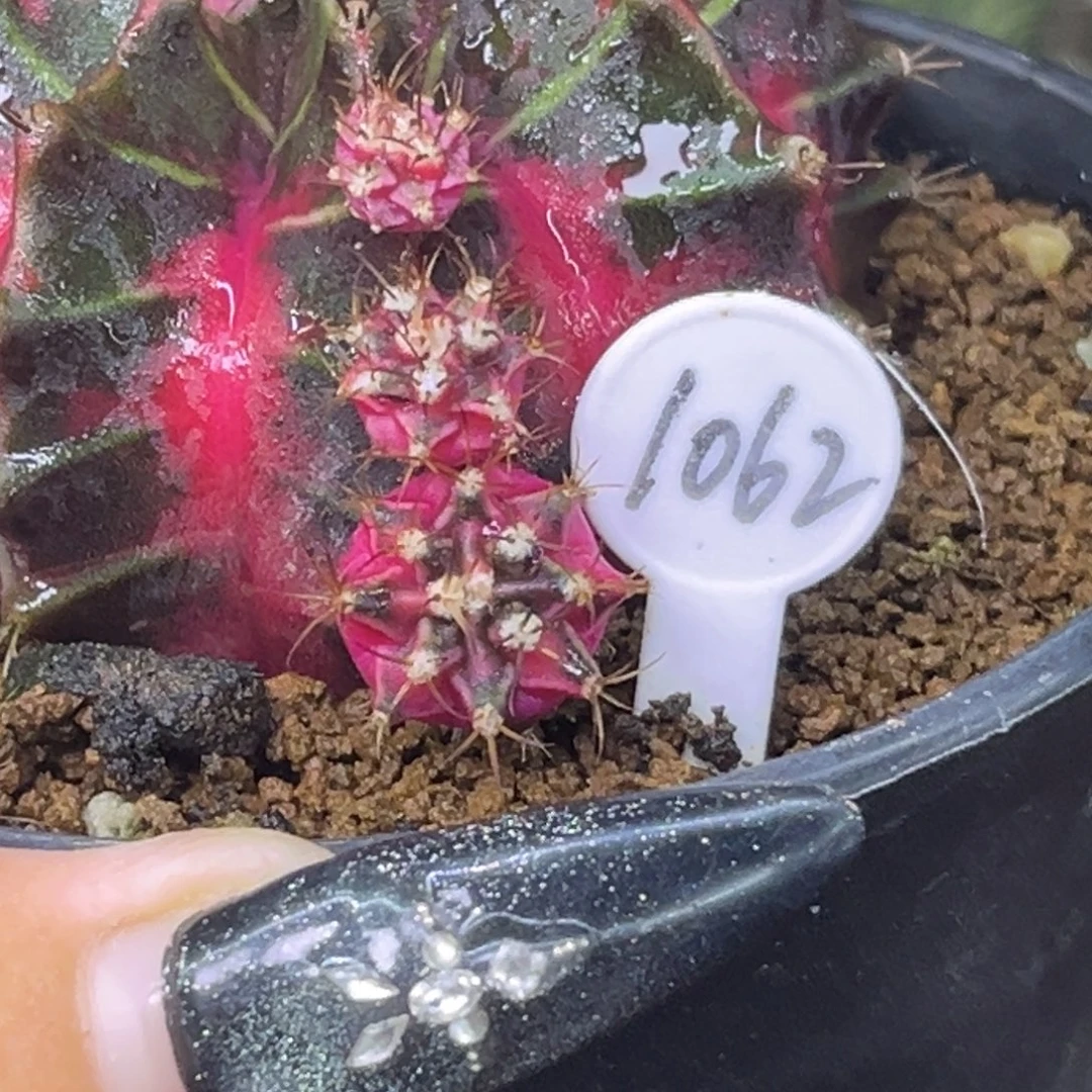 玄***鱼1062 侧牙 0000000