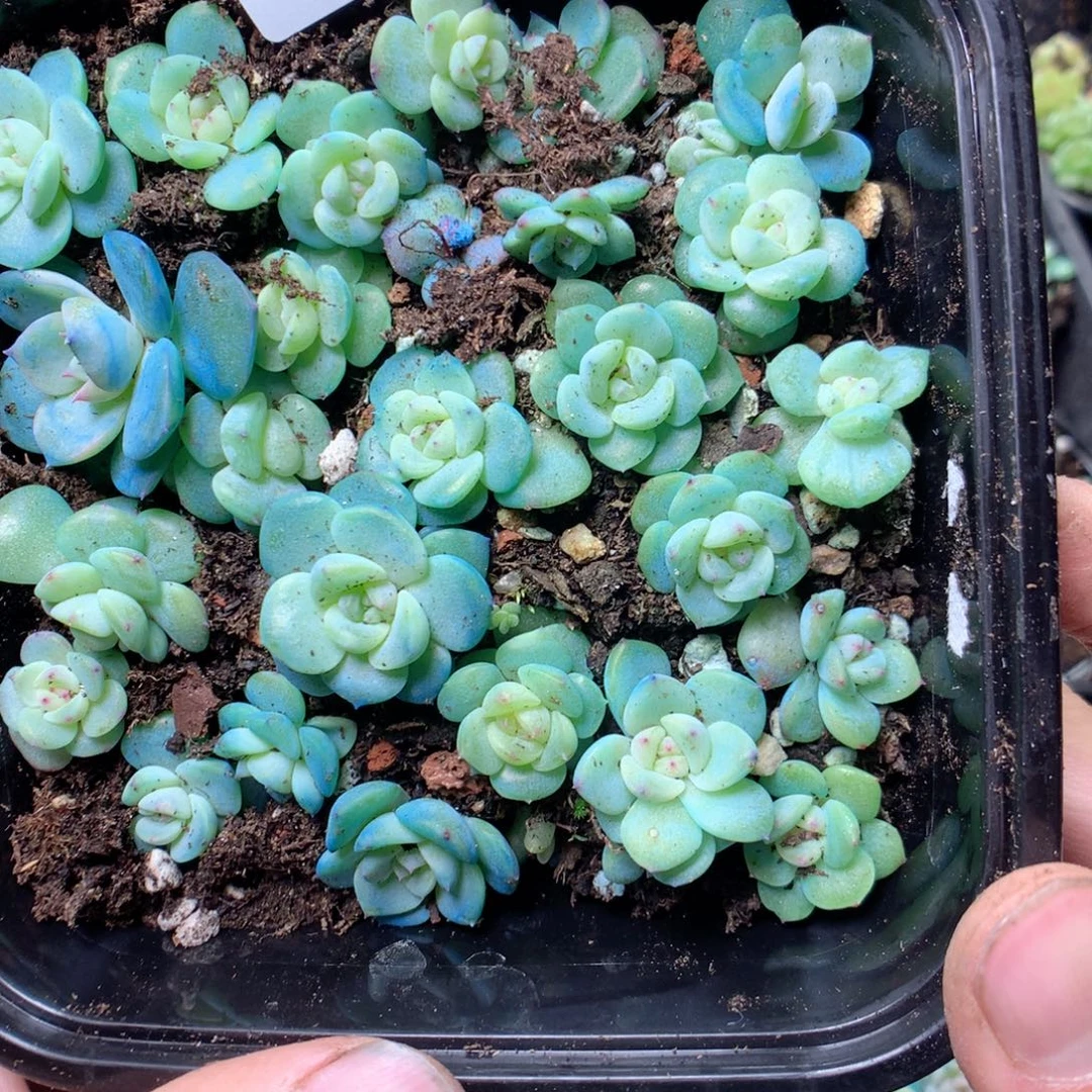 无花朵F199秃子甜心yyyyyy