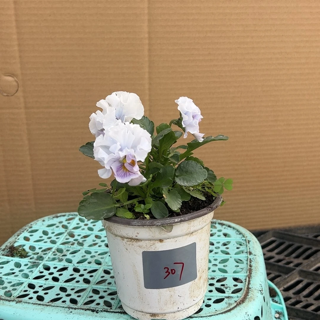 【闪购商品】完全开放307号