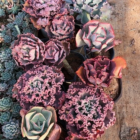 芳***花59 号包菜系列 11棵