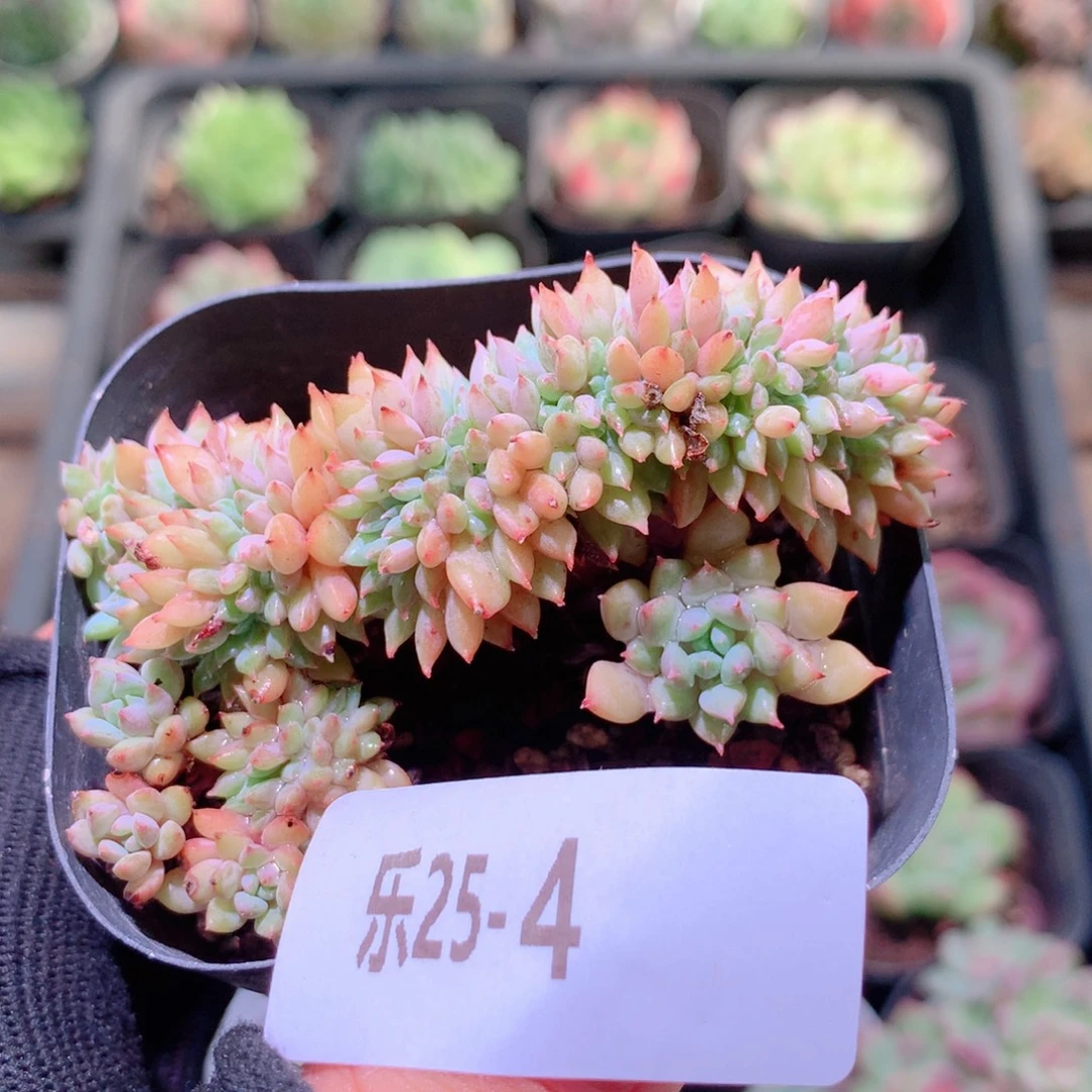 乐然28-4 莱恩小精灵缀化