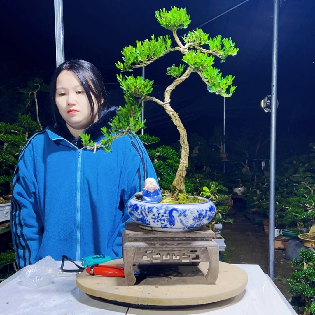 无花朵黄杨木