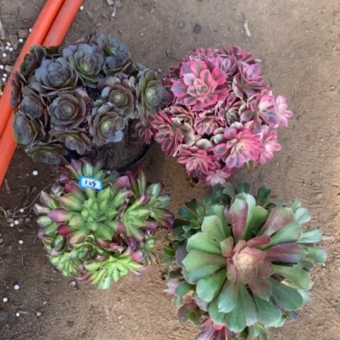 四颗法师一物一拍