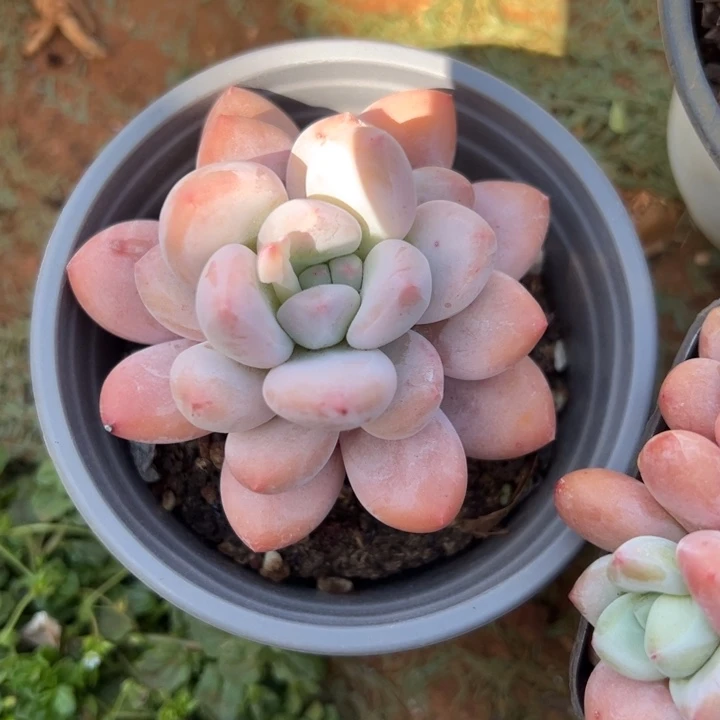 香水精控1-30多肉植物