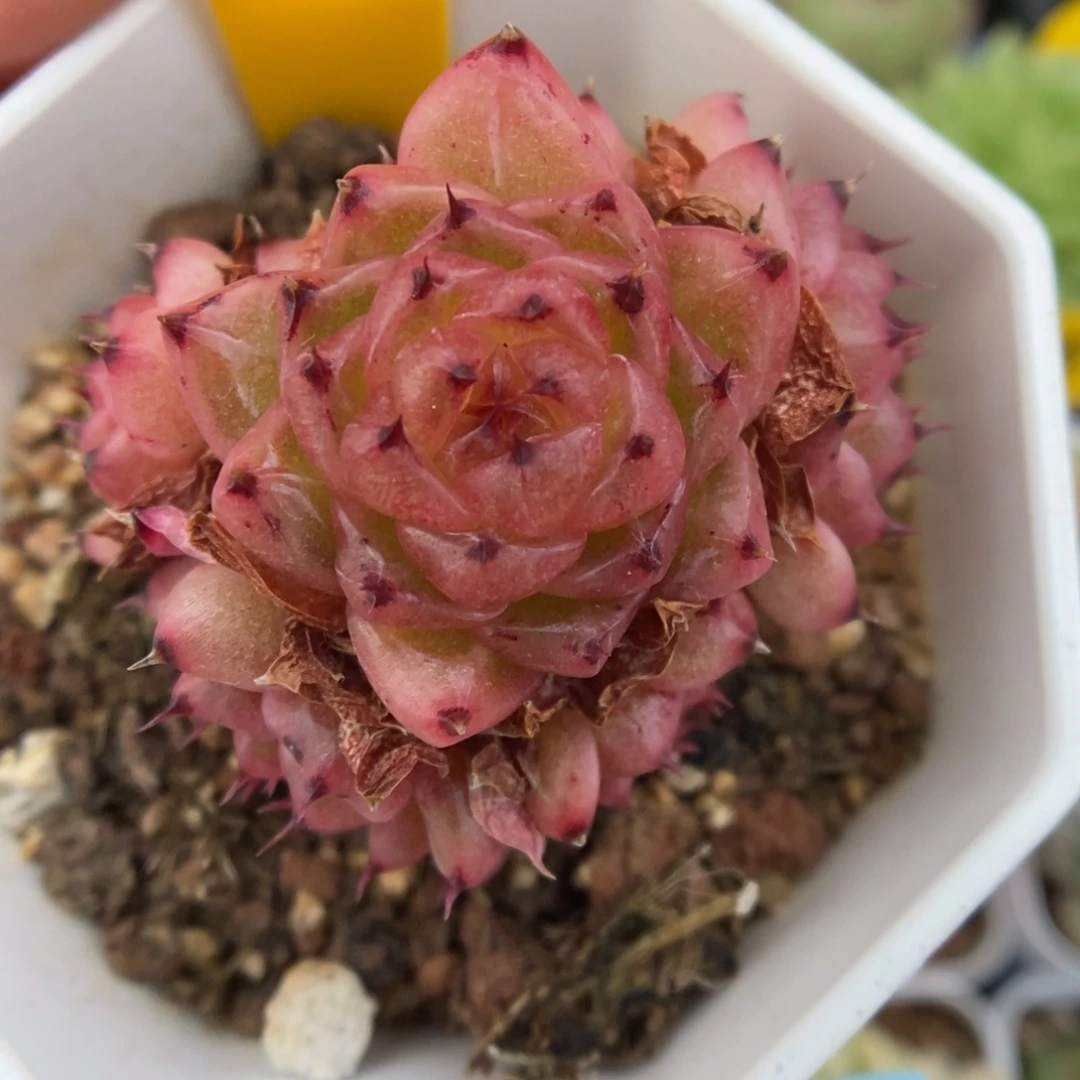 润玉珍妮群生5515号