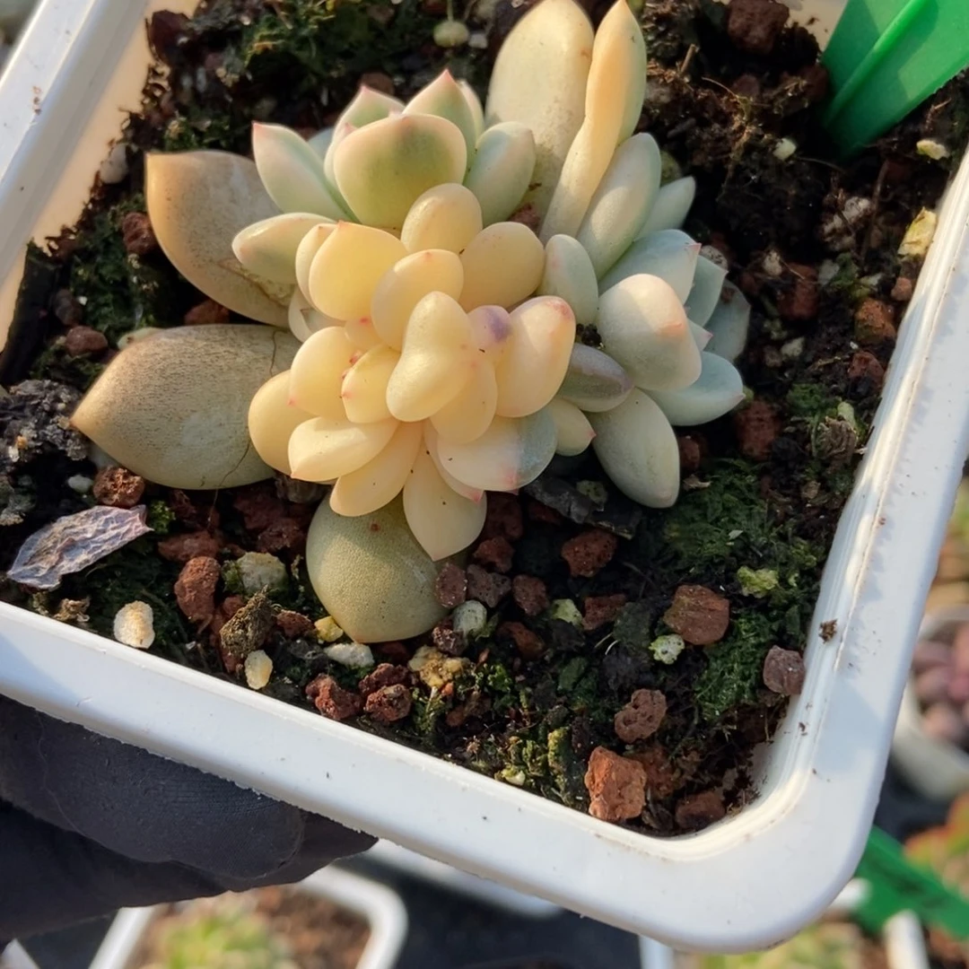 3002梦露锦多肉植物