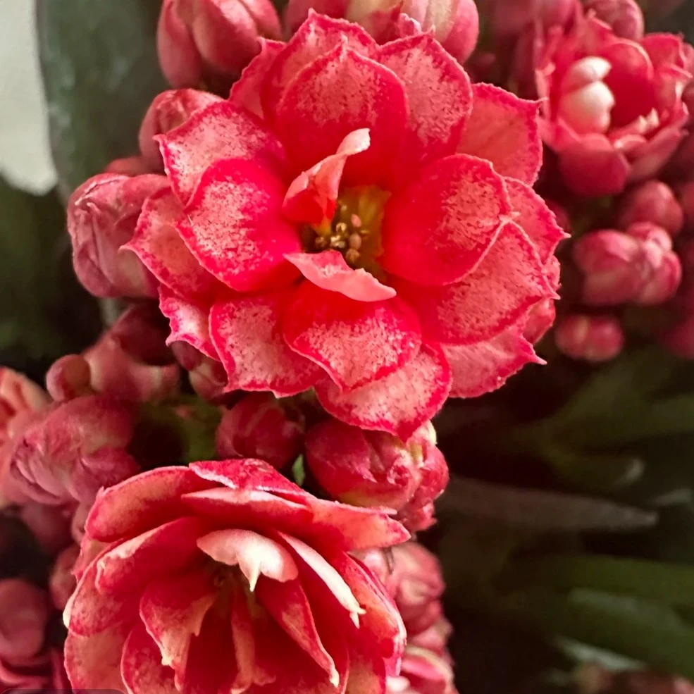 （110盆古典美）稀有复色长寿花 懒人盆栽花卉 基地直发