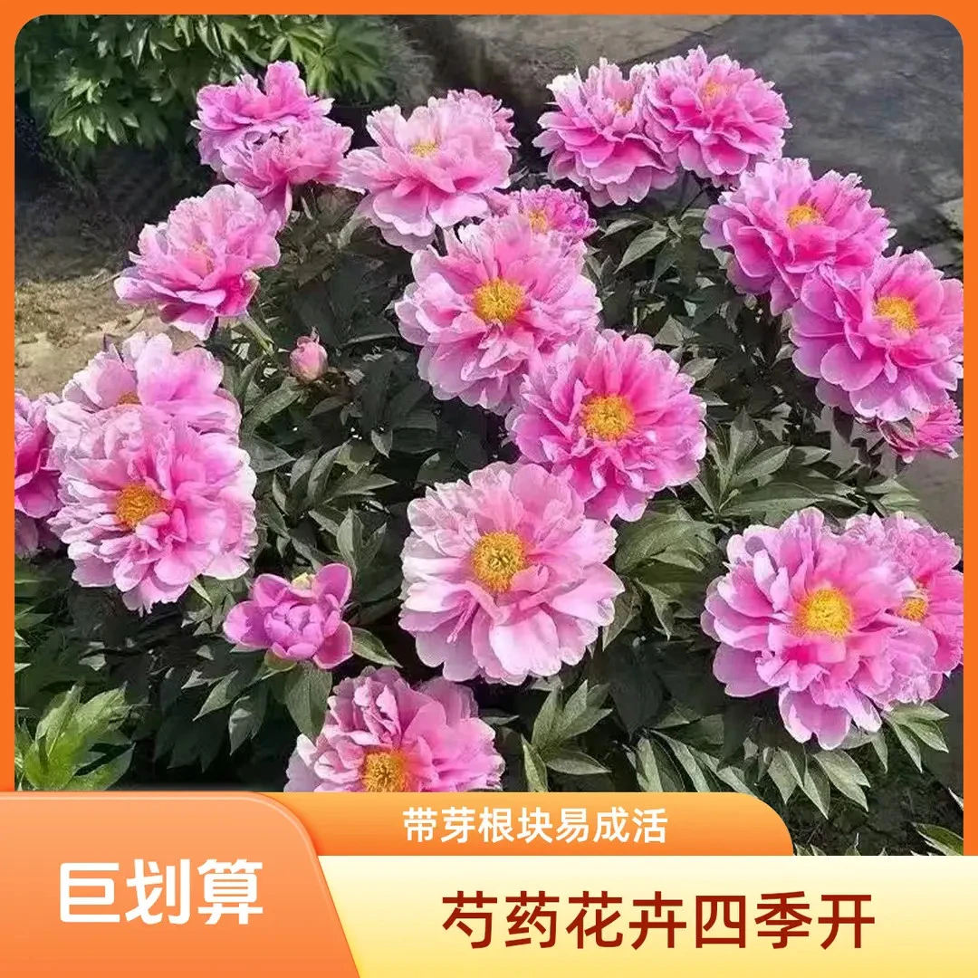 带花芽芍药花重瓣浓香型根块四季开花耐寒盆栽地栽南北方室内阳台