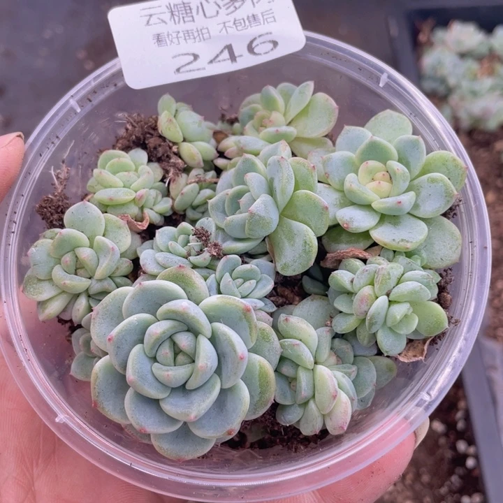 云糖心多肉植物246