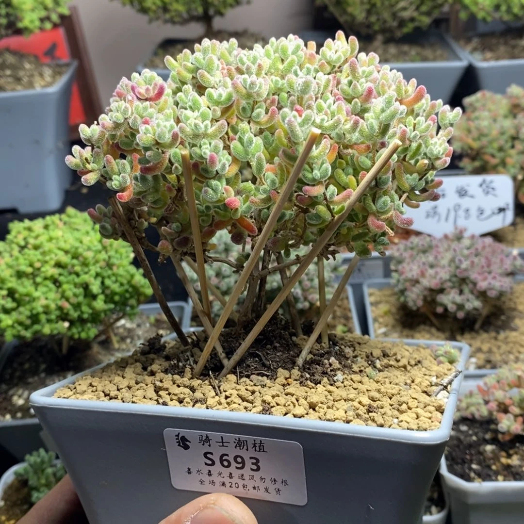 b****?693优选冰晶枝干