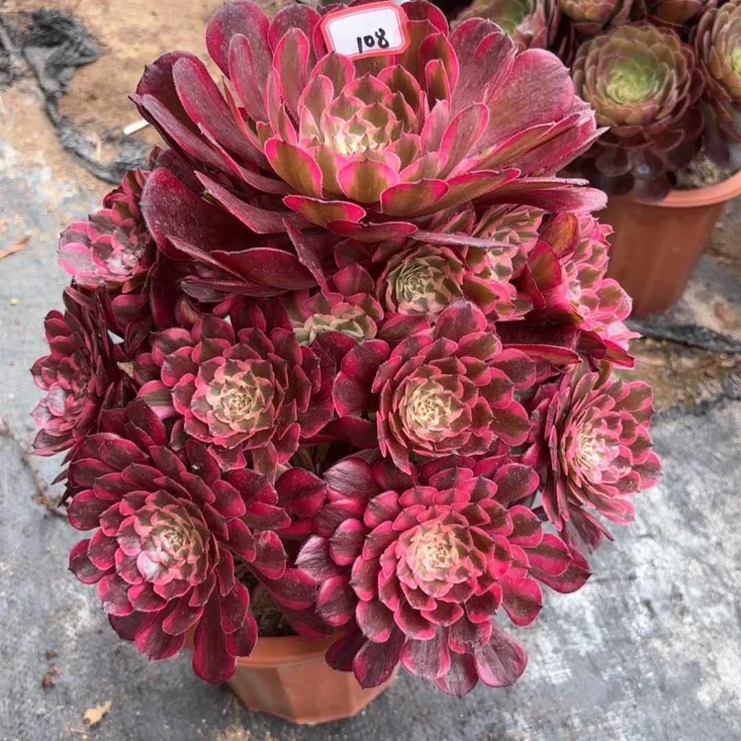 无花朵108霁月多肉植物绿植