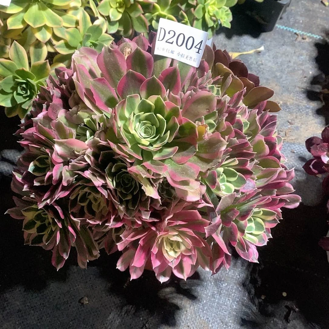 2004白凤多肉有断枝处理