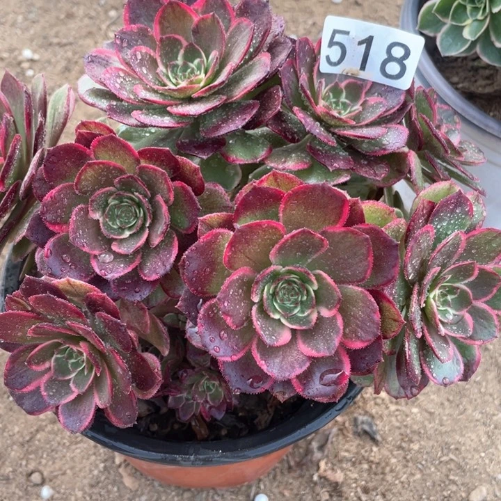 518多肉植物粉花妖有砍