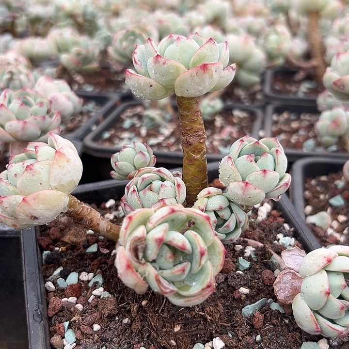 无花朵精品香草。