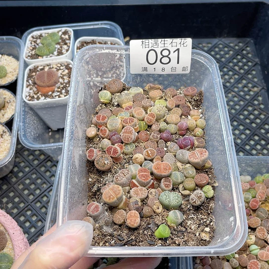 草***?相遇开播福利081