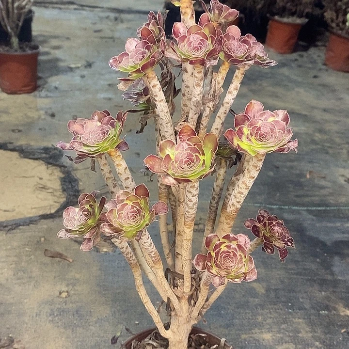 黑法多肉植物001
