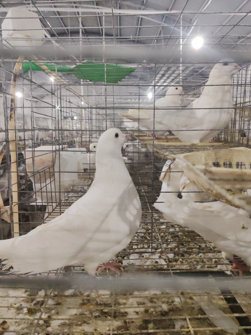 鸽用品 米玛斯 种鸽 公 1只 鸽用