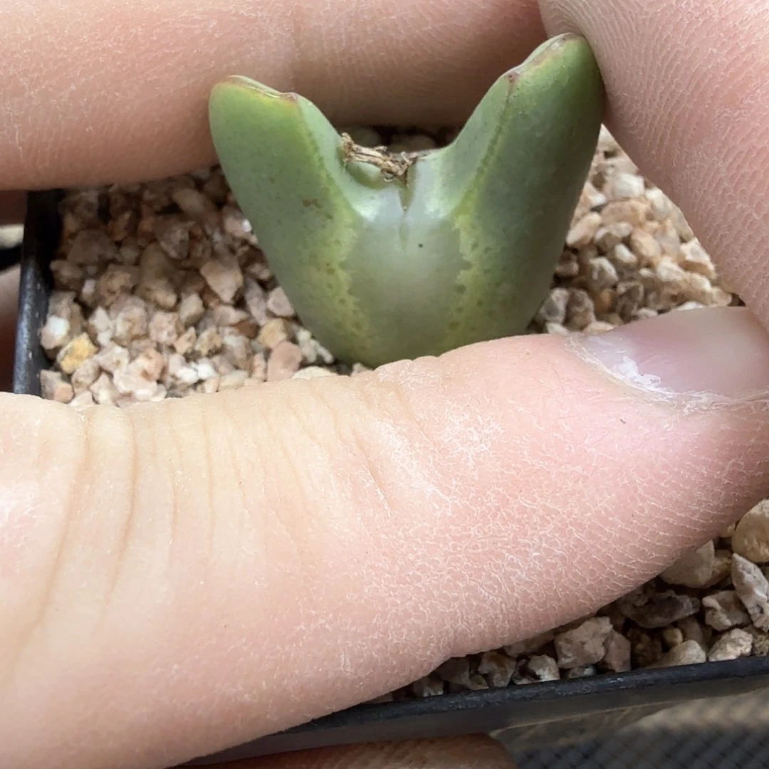 щ****ωdy10 w宝宝 大眼睛sp少将