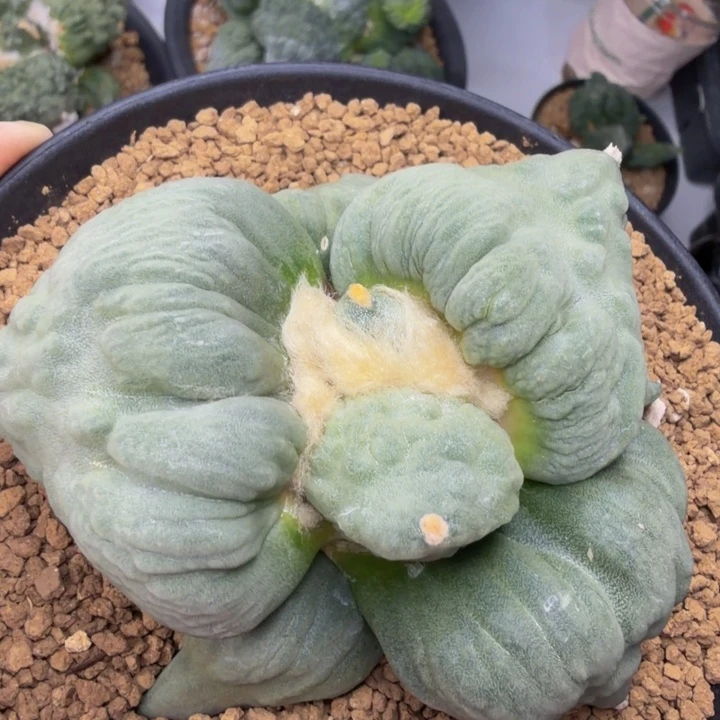 白富美粉血外翻边