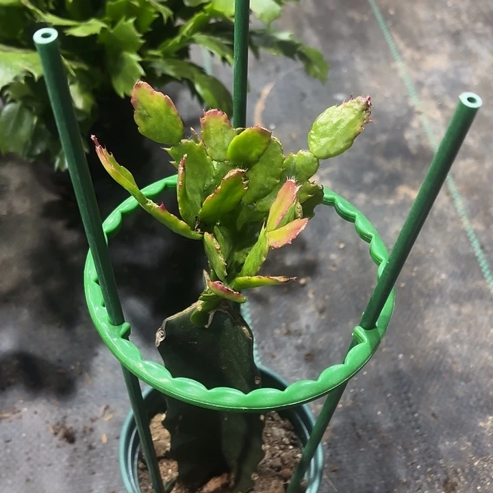 用***3当前无花栽培后可以开花