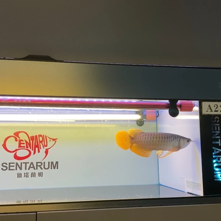龙鱼30cm大湖红龙