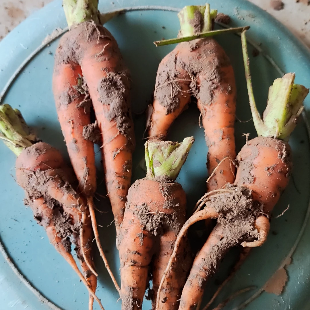 老品种胡萝卜 现挖现发 嫌丑不要买