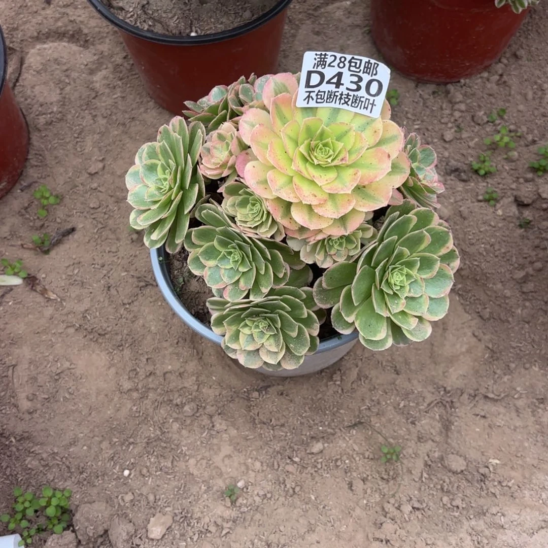 K.     430奶白多肉，cade