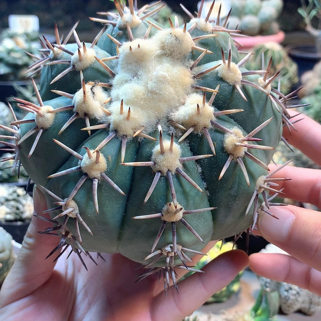 大花王芽根